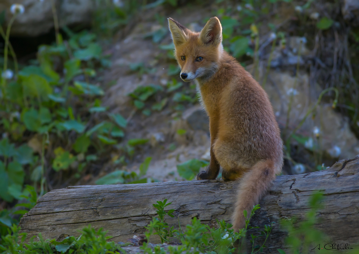 From the life of a fox brood - Fox, Observation, Longpost, Fox cubs, Animals, The photo