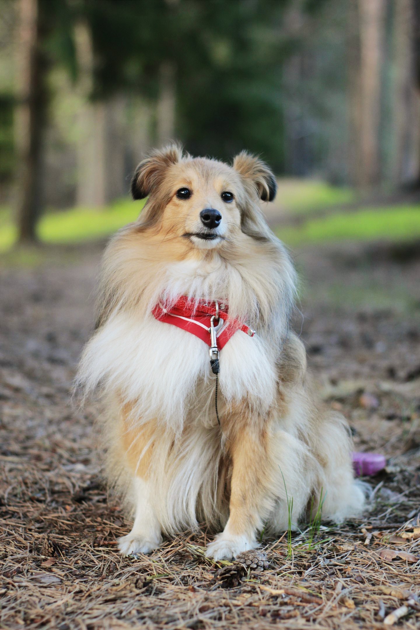 wafer - My, Sheltie, Dog, The photo, Collie, Canon, Longpost, Collie