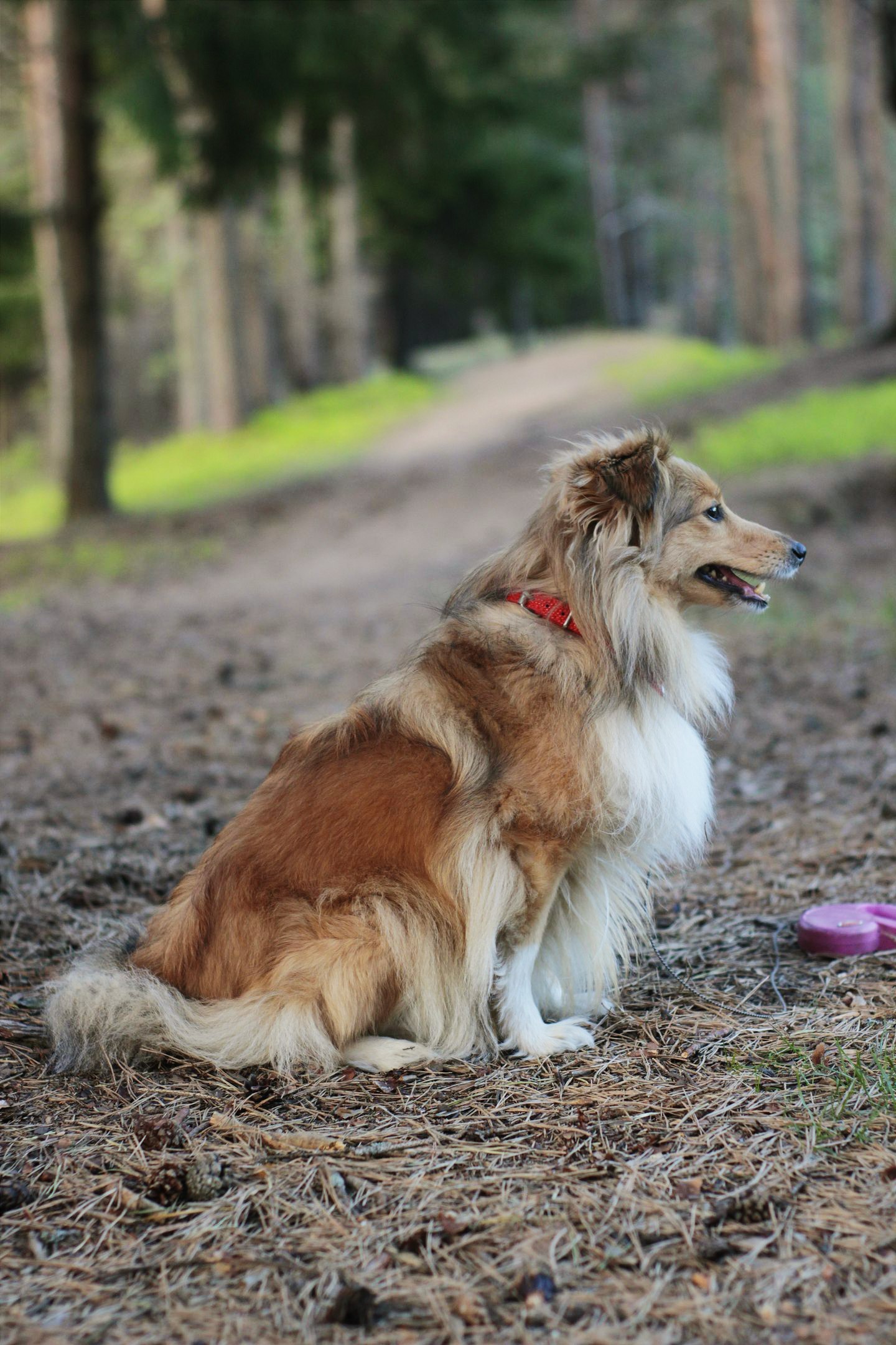 wafer - My, Sheltie, Dog, The photo, Collie, Canon, Longpost, Collie