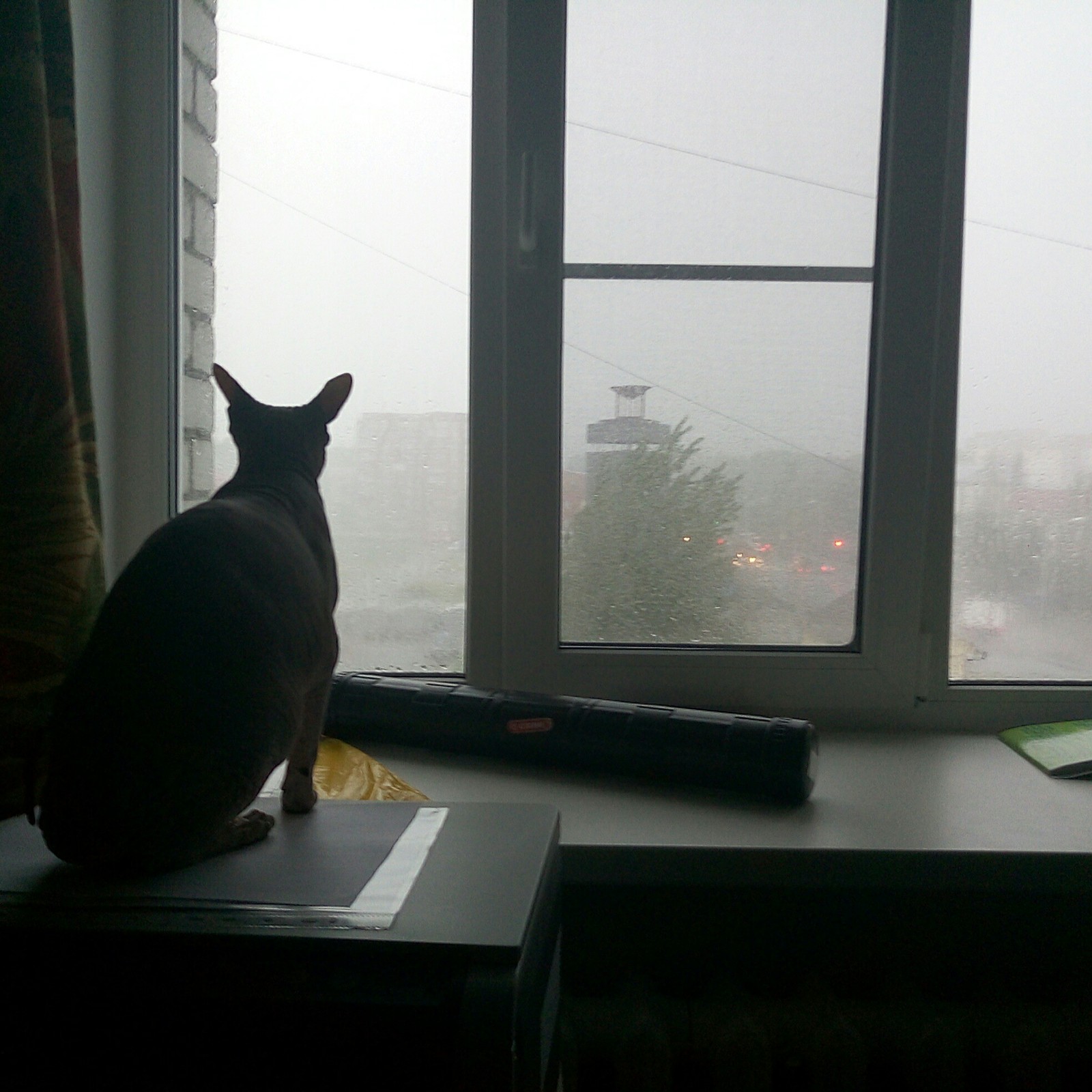 Bad weather in Omsk - My, Omsk, Bad weather, cat, Rain