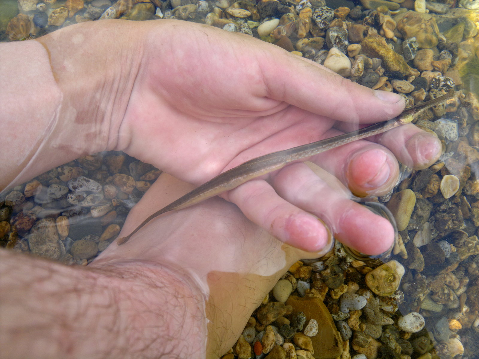 needlefish - My, Needlefish, Crimea is ours, Kerch, The photo, Longpost