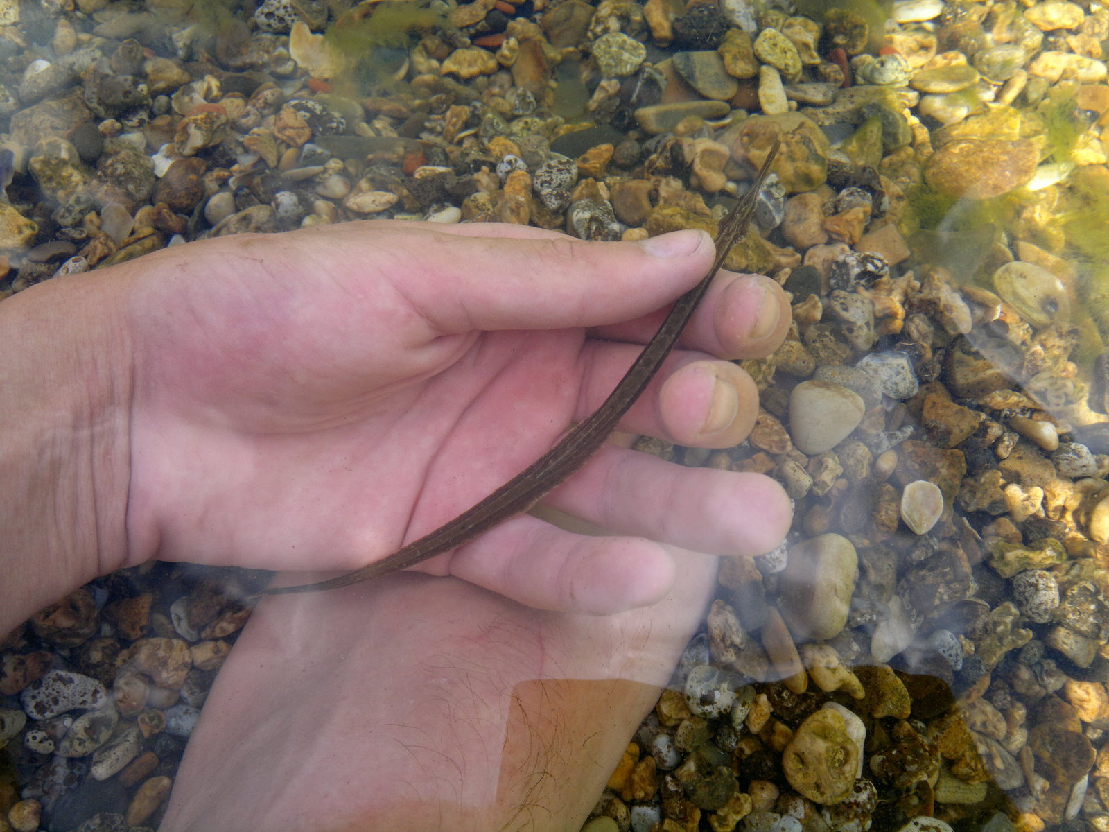 needlefish - My, Needlefish, Crimea is ours, Kerch, The photo, Longpost