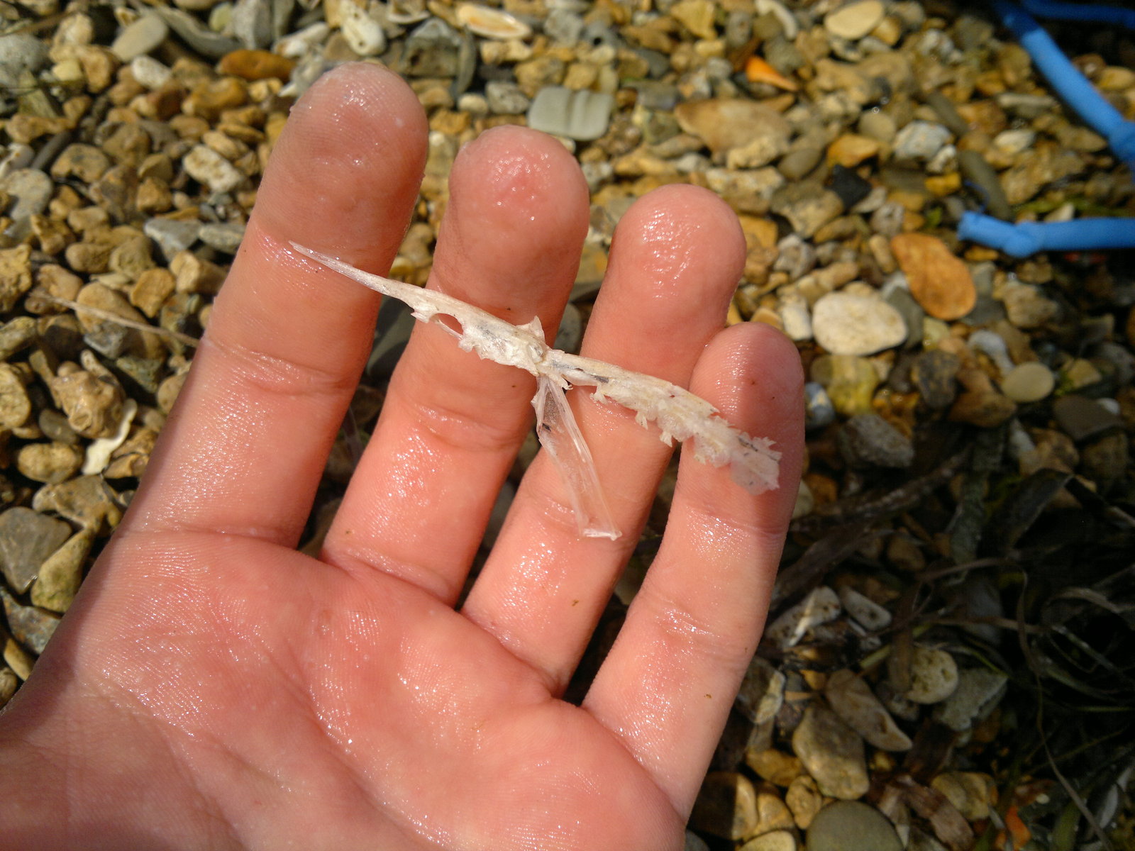 needlefish - My, Needlefish, Crimea is ours, Kerch, The photo, Longpost