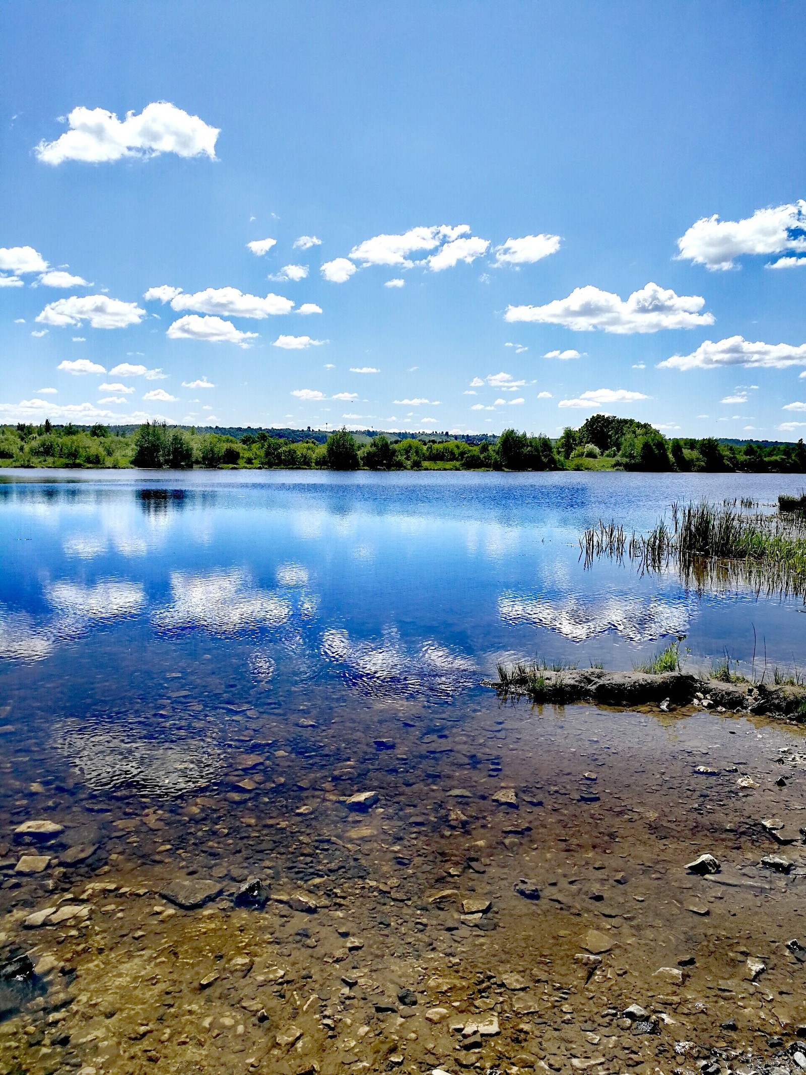 Finally the summer - My, The photo, Longpost, Dzerzhinsk, Nature, Huawei mate 9, cat