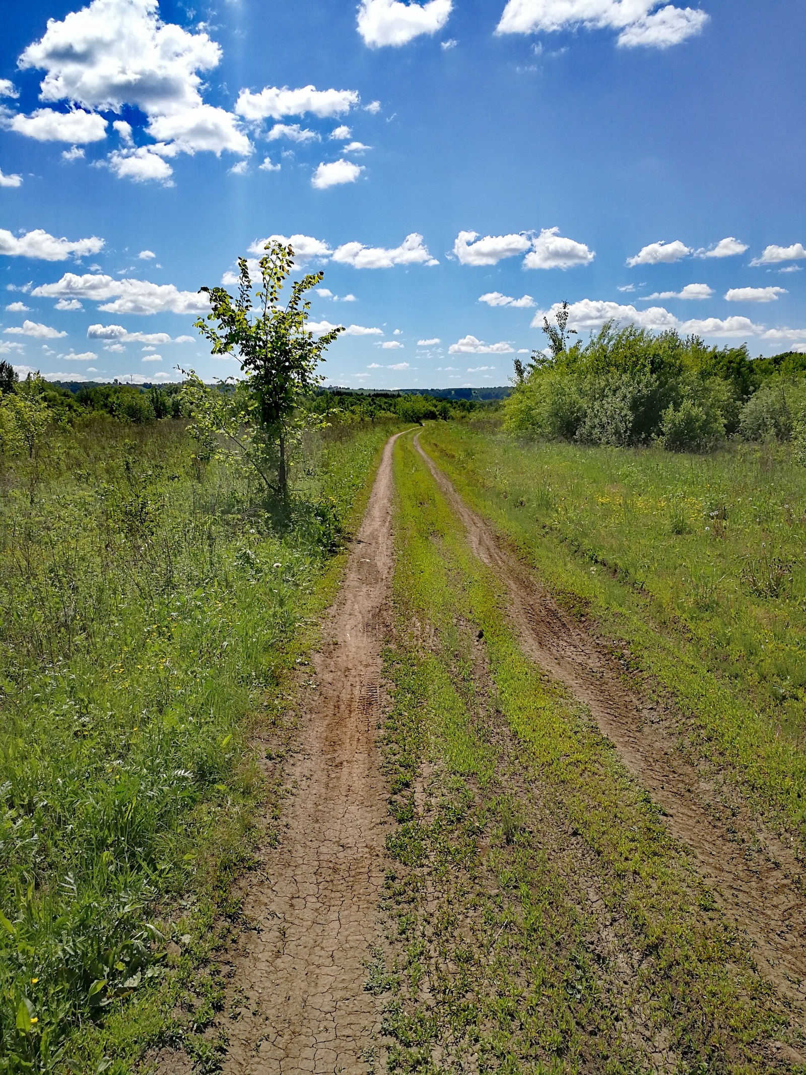 Finally the summer - My, The photo, Longpost, Dzerzhinsk, Nature, Huawei mate 9, cat