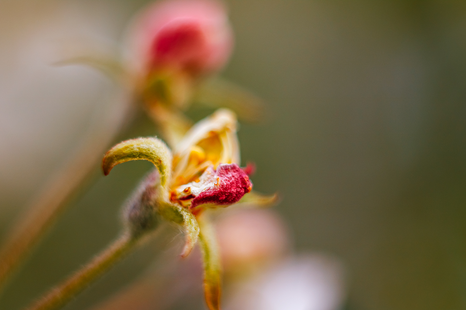 Summer - My, The photo, Macro rings, Helios, Helios 44m, Longpost, Helios 44m