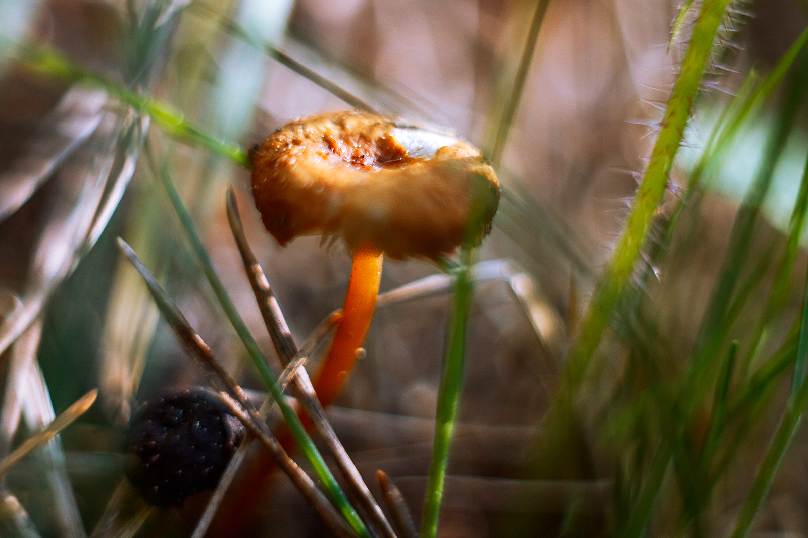 Summer - My, The photo, Macro rings, Helios, Helios 44m, Longpost, Helios 44m