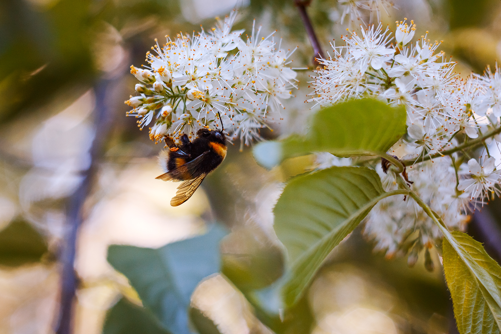 Summer - My, The photo, Macro rings, Helios, Helios 44m, Longpost, Helios 44m