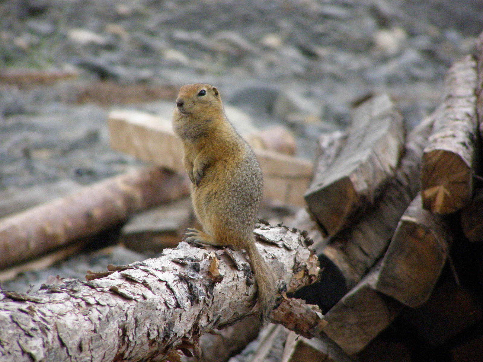 Fearless beast evrashka - My, Yakutia, Nature, , Longpost