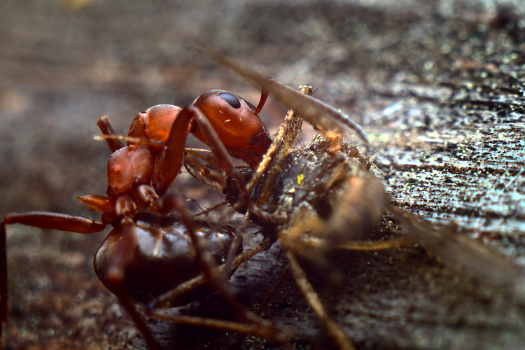 Series Little Folk - My, Macro, Macro photography