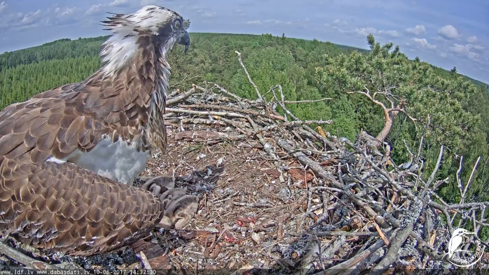 hatched. - Birds, Live, 