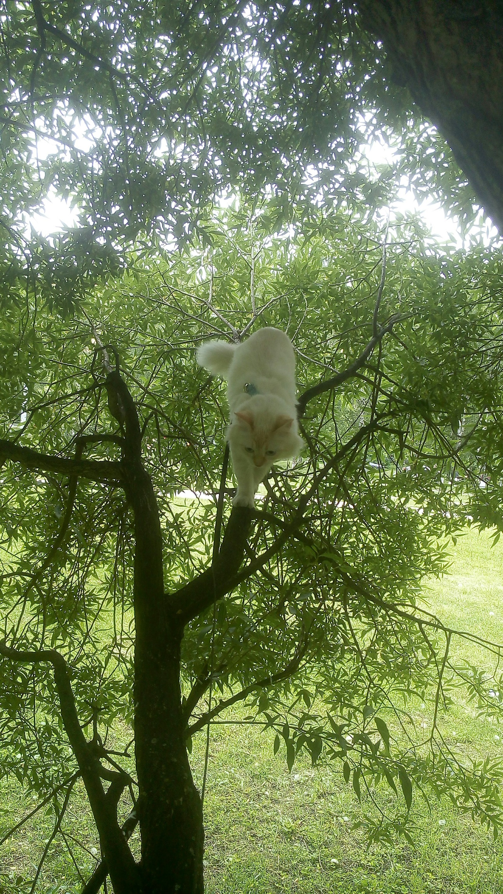 А белка где? Я за нее! - Моё, Кот, Фотография, Длиннопост