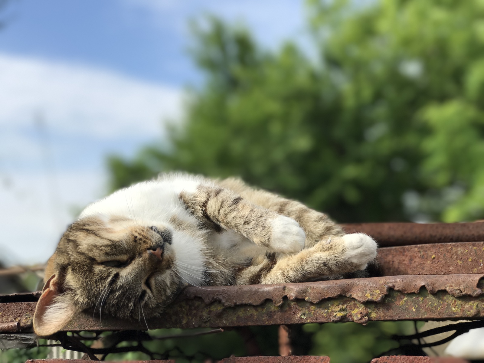 Немного котеек вам в ленту + бонус в комментариях - Моё, Кот, Фотография, Любительское фото, Длиннопост