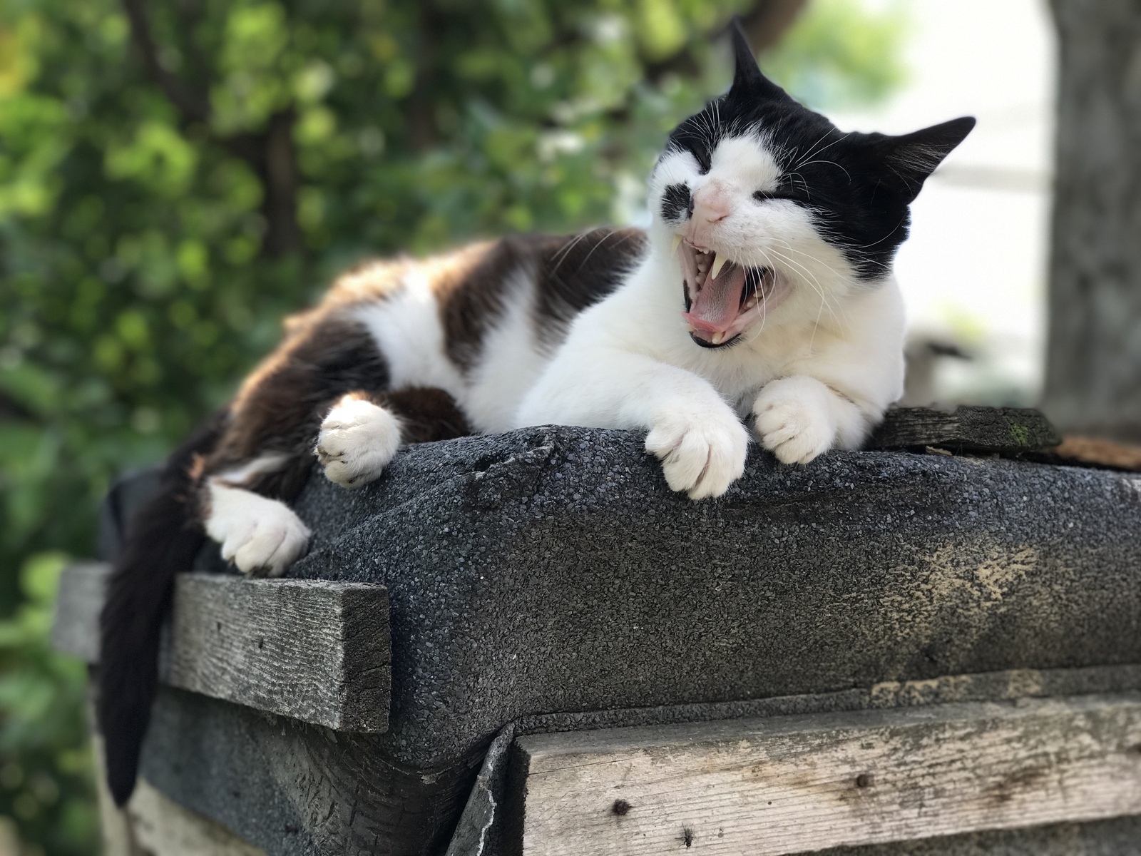 Немного котеек вам в ленту + бонус в комментариях - Моё, Кот, Фотография, Любительское фото, Длиннопост