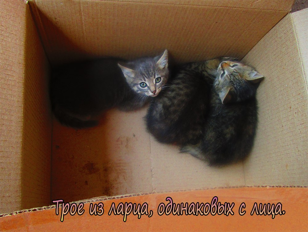 Kittens-tigers - My, Cats and kittens, , cat, In good hands, Foundling, Minsk, Longpost
