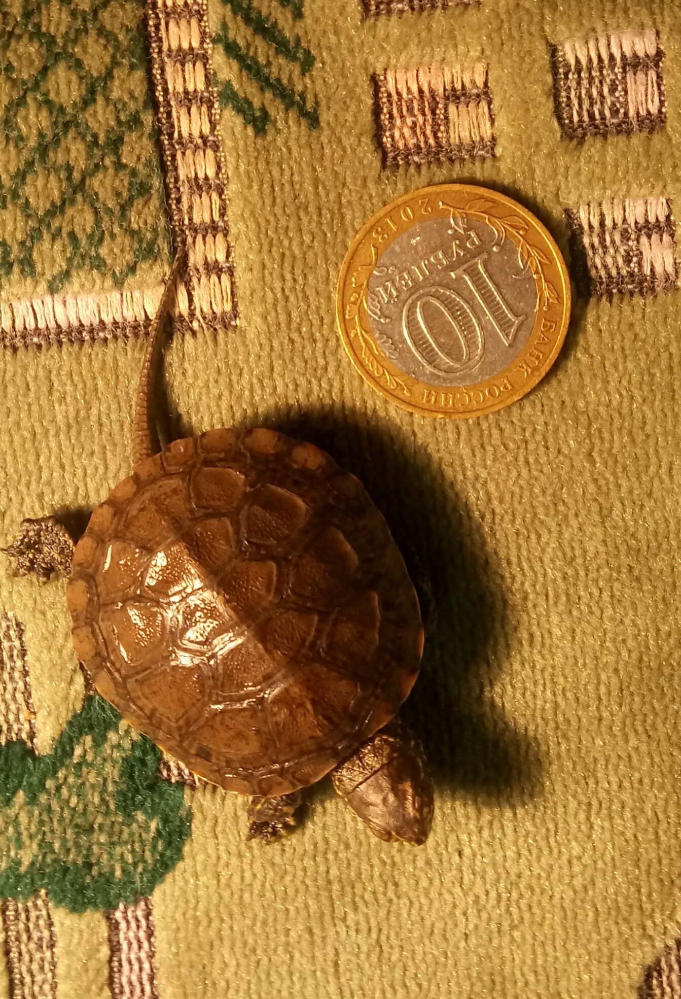 Took away the booty - My, Turtle, Small, Mining, The rescue, Longpost