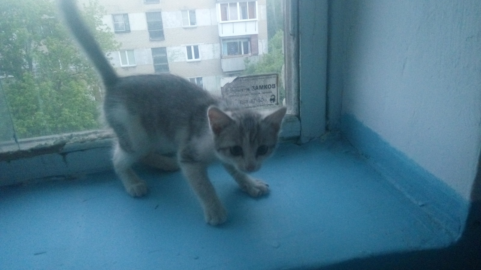 Emptiness... If there is no cat in the house. - , Chelyabinsk