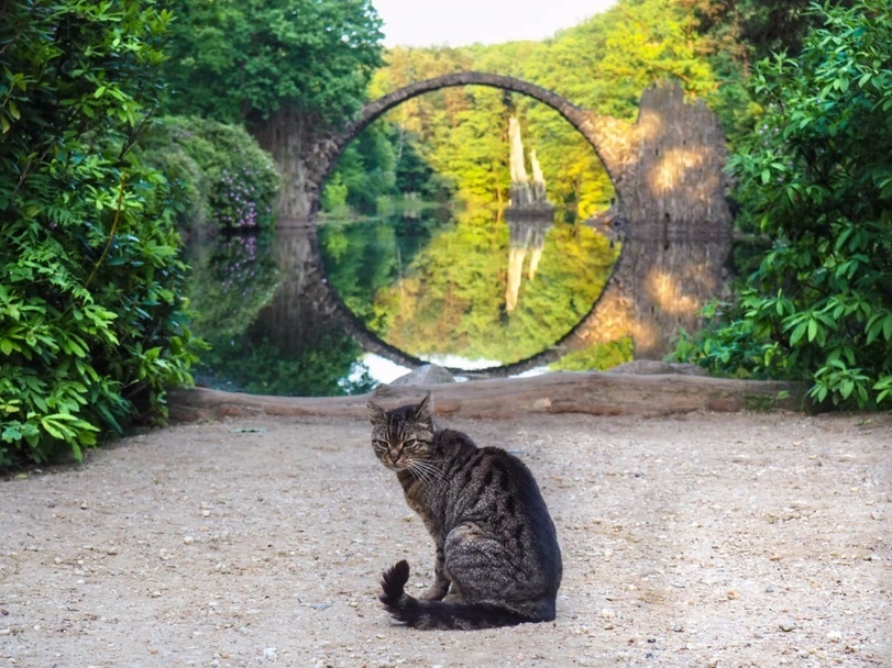 Bridge in the Rakotzbruck - cat, Bridge, Germany, RГЎkotzbrГјcke