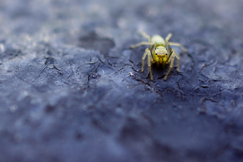 Eight-legged nyashki =) - My, Macro, Macro photography, The photo, , Spider, Khabarovsk, Insects, Longpost