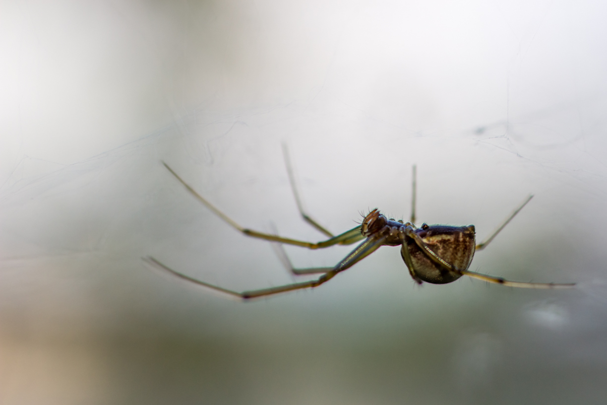 Eight-legged nyashki =) - My, Macro, Macro photography, The photo, , Spider, Khabarovsk, Insects, Longpost