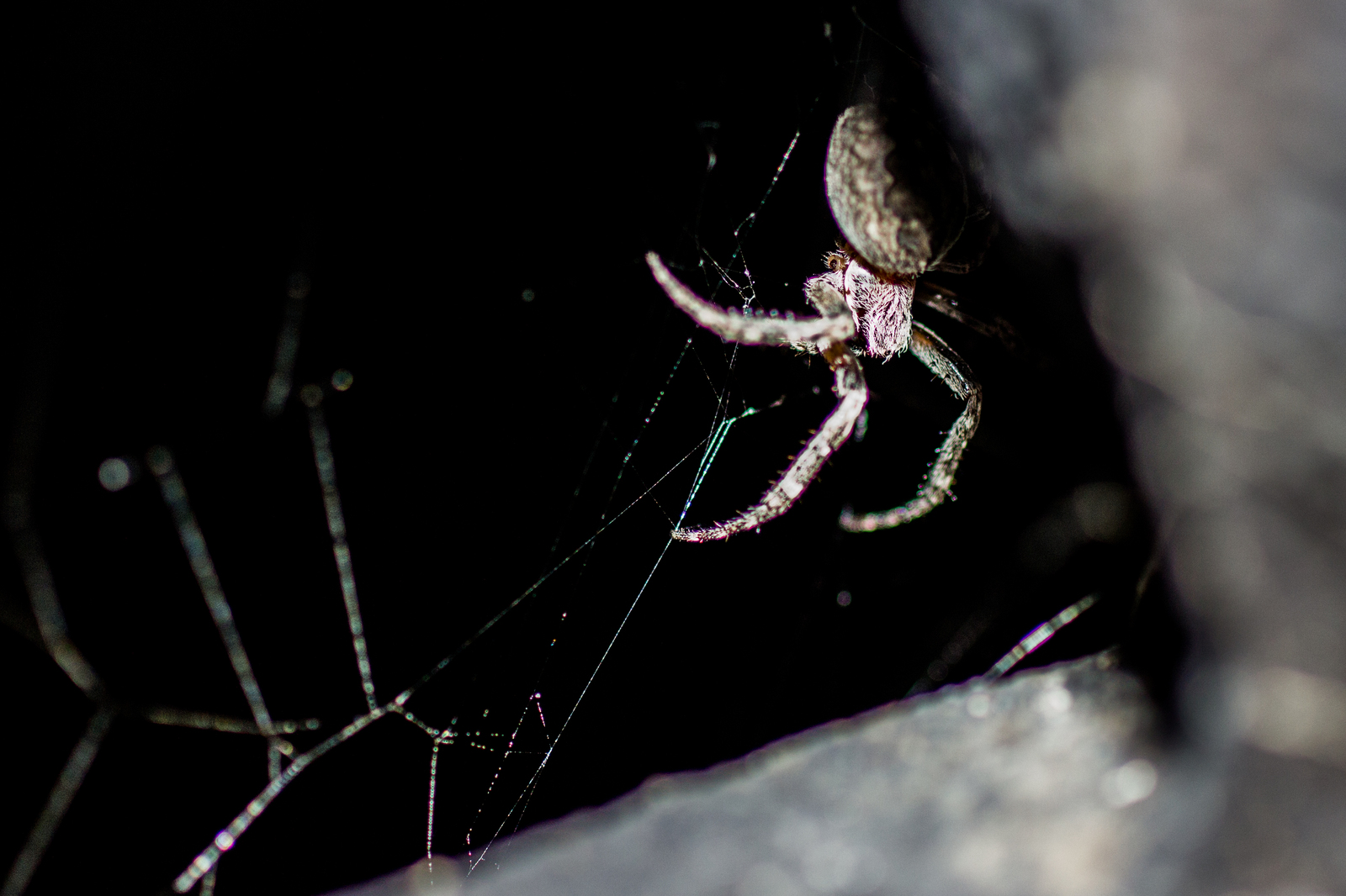 Eight-legged nyashki =) - My, Macro, Macro photography, The photo, , Spider, Khabarovsk, Insects, Longpost