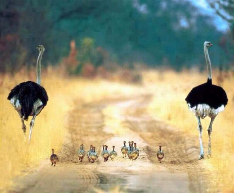 Family on a walk - , Ostrich, Road, Family