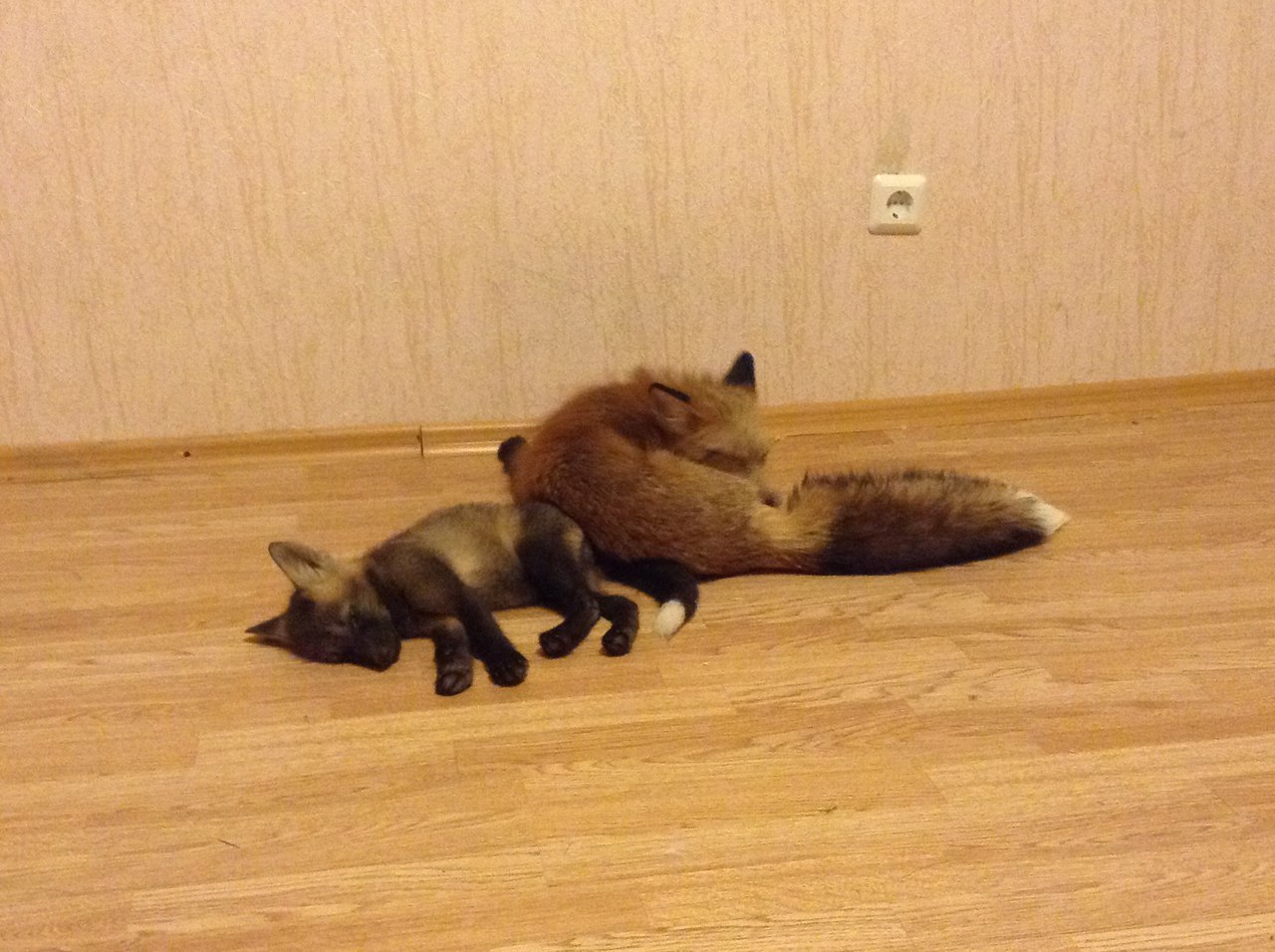 Domestic foxes - My, Fox, Domestic fox, , , Longpost
