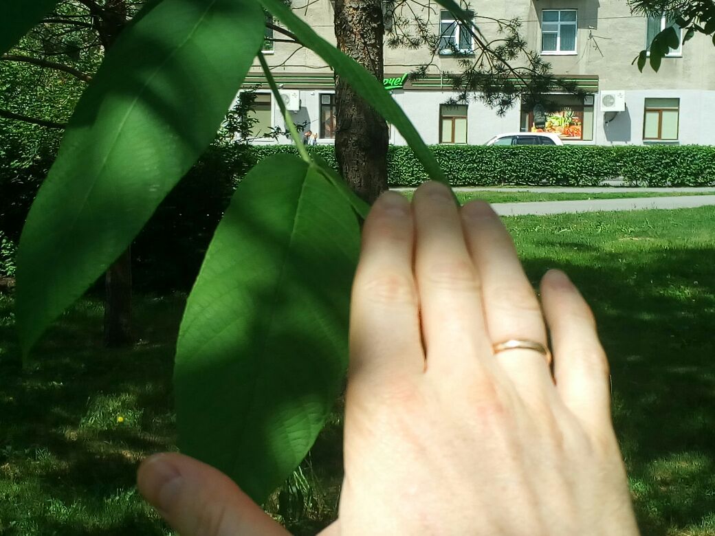 Help identifying a tree - Tree, Help, Just