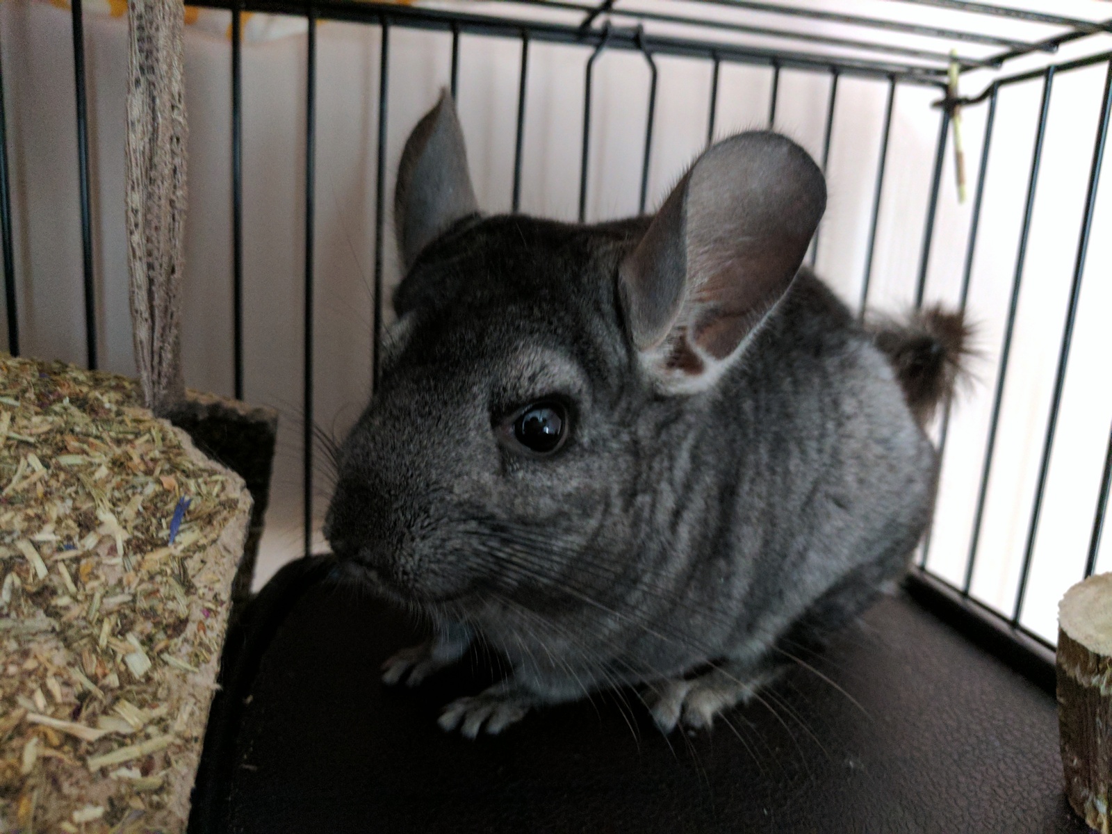 Permian. Forced to give up a friend. [owner found] - My, Chinchilla, In good hands, Pets, Rodents, Longpost