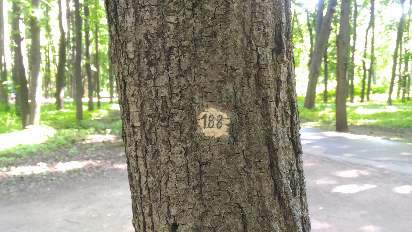 Tree number. Нумерация деревьев. Пронумерованные деревья. Лес с пронумерованными деревьями. В Германии нумеруют деревья.