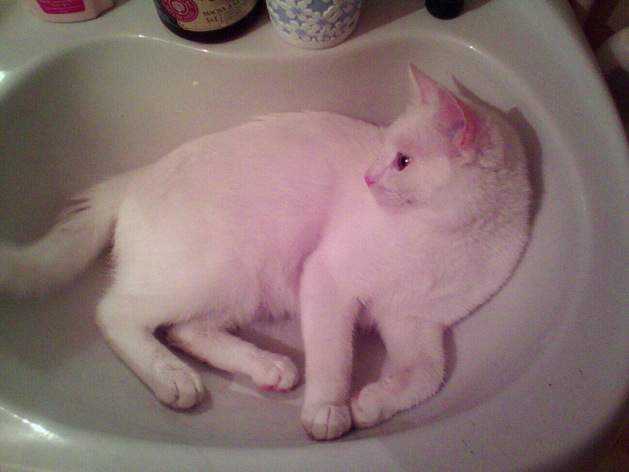 white cutie - My, cat, Sink