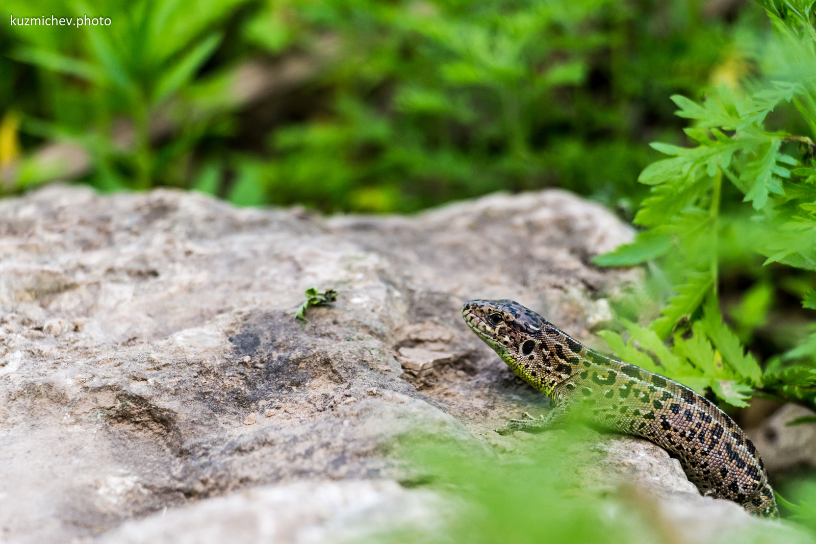 Found a great model - My, The photo, Canon 650d, 18-135, Lizard, Fashion model, Longpost