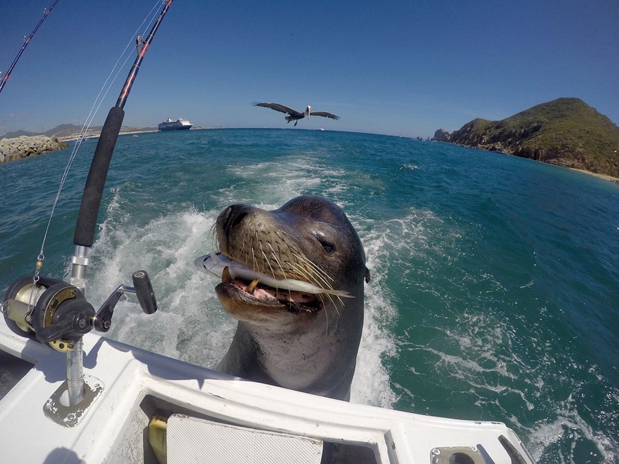 Vobla to beer do not want??? - Seal, Sea, Fishing