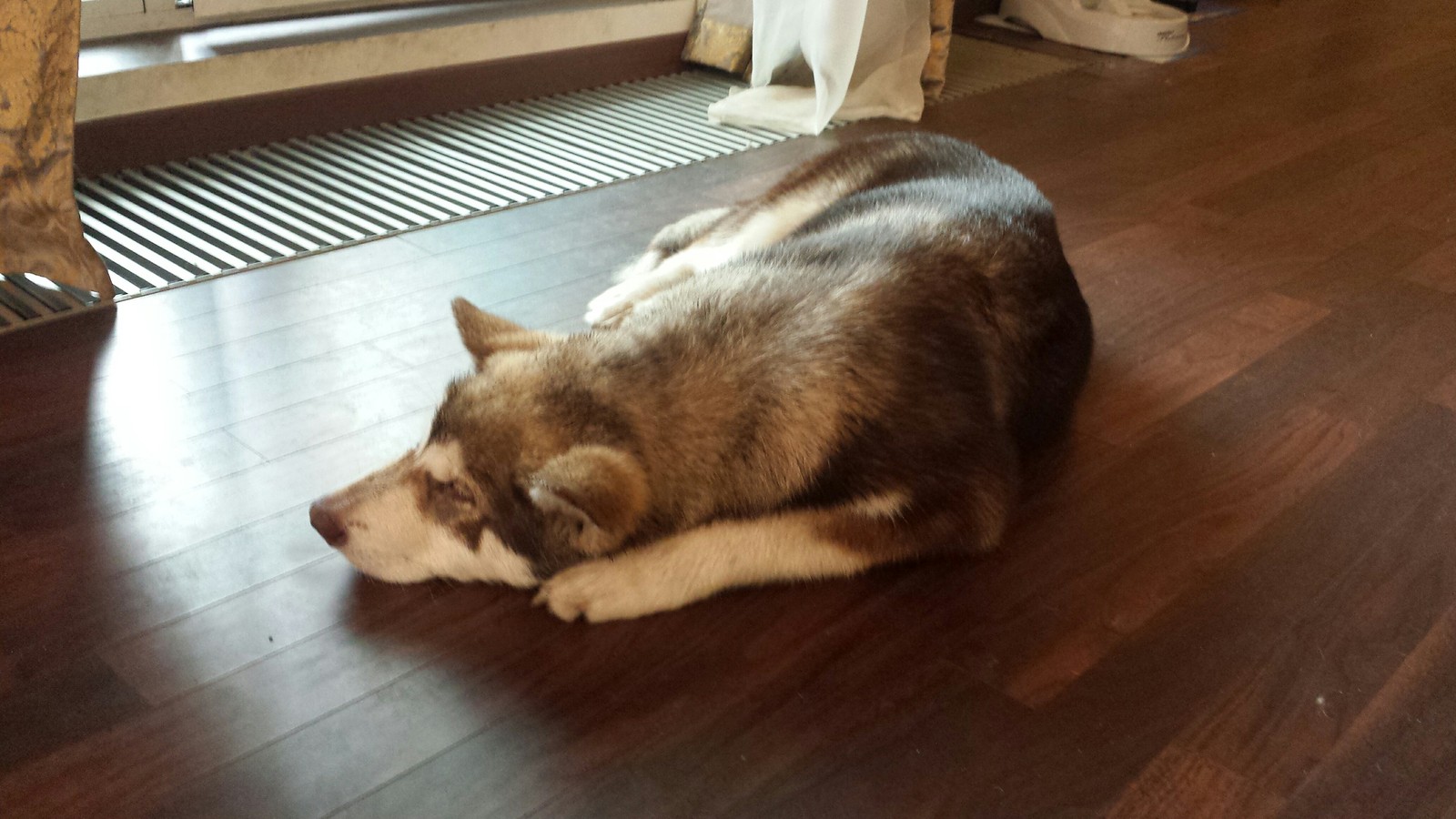 Tired from walking - My, Alaskan Malamute, Dog, , The photo, My, Puppies