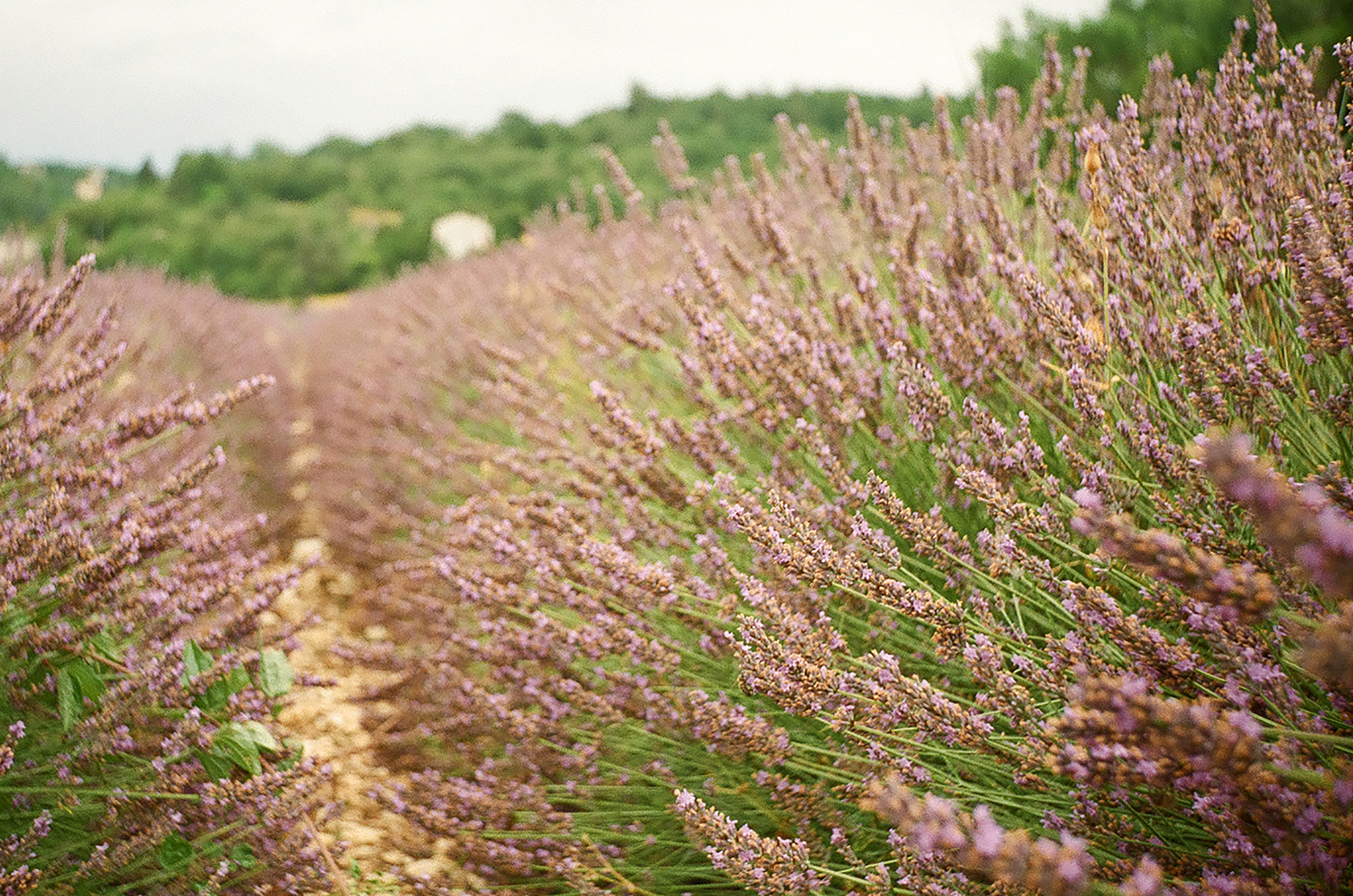 Film is not dead part 3 - My, Lavender, Flowers, Provence, France, Shift8m, camera roll, The photo, The film did not die