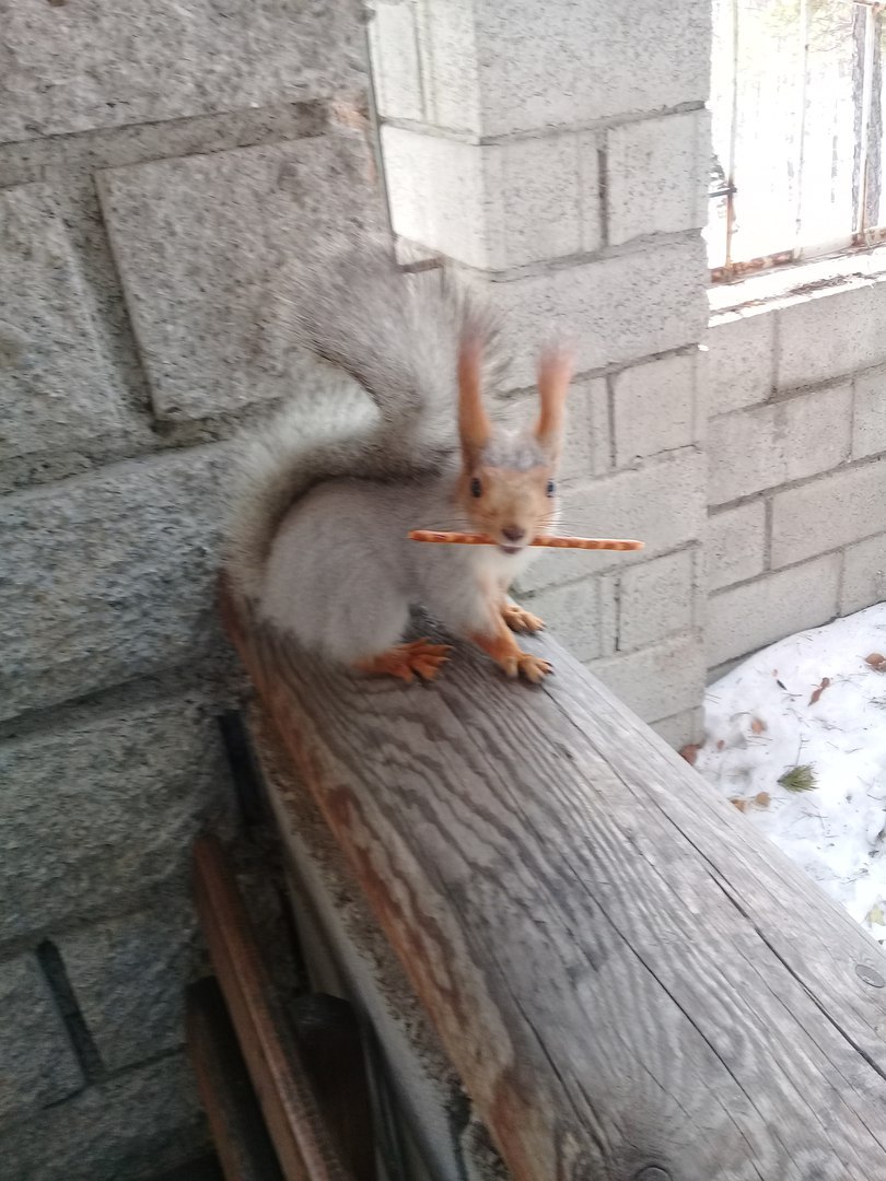 Squirrel. Just a squirrel with a bread stick. - My, Squirrel, Animals, Longpost