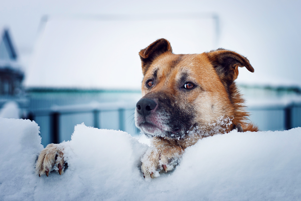 Dog and snow - My, Dog, The photo, Snow, Winter, Photogenic, Brown Eyes