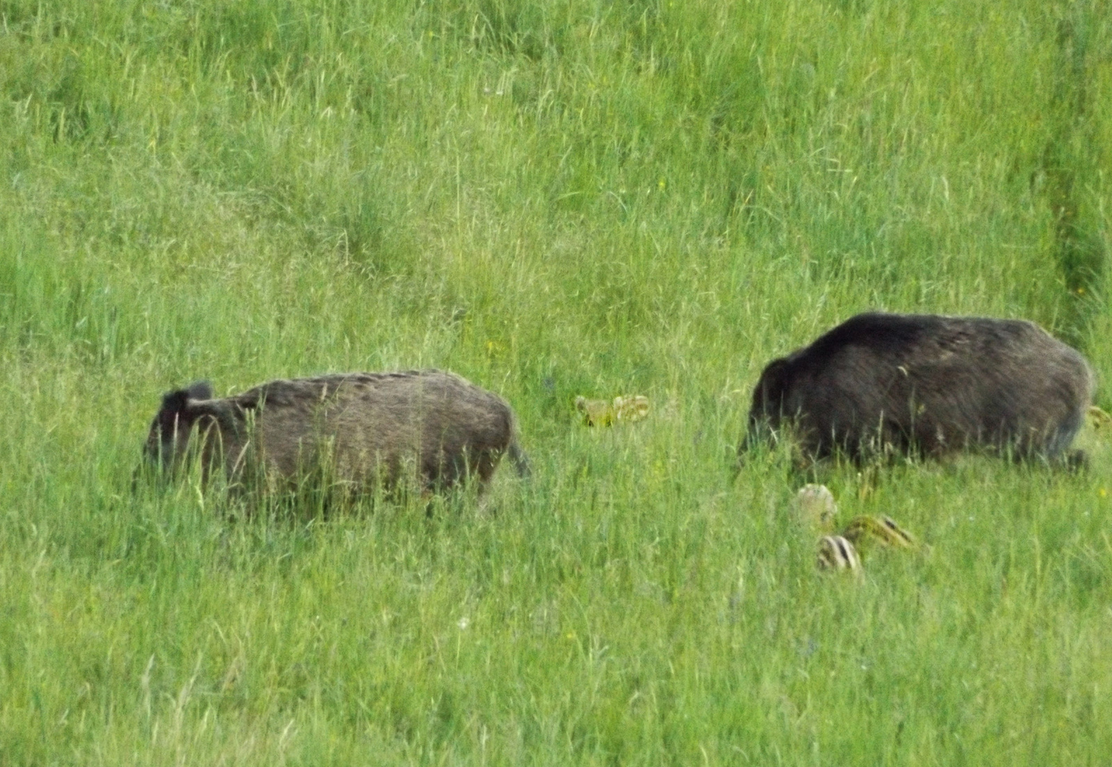 Large neighbors 1 - My, Neighbours, Forest, Boar, Longpost