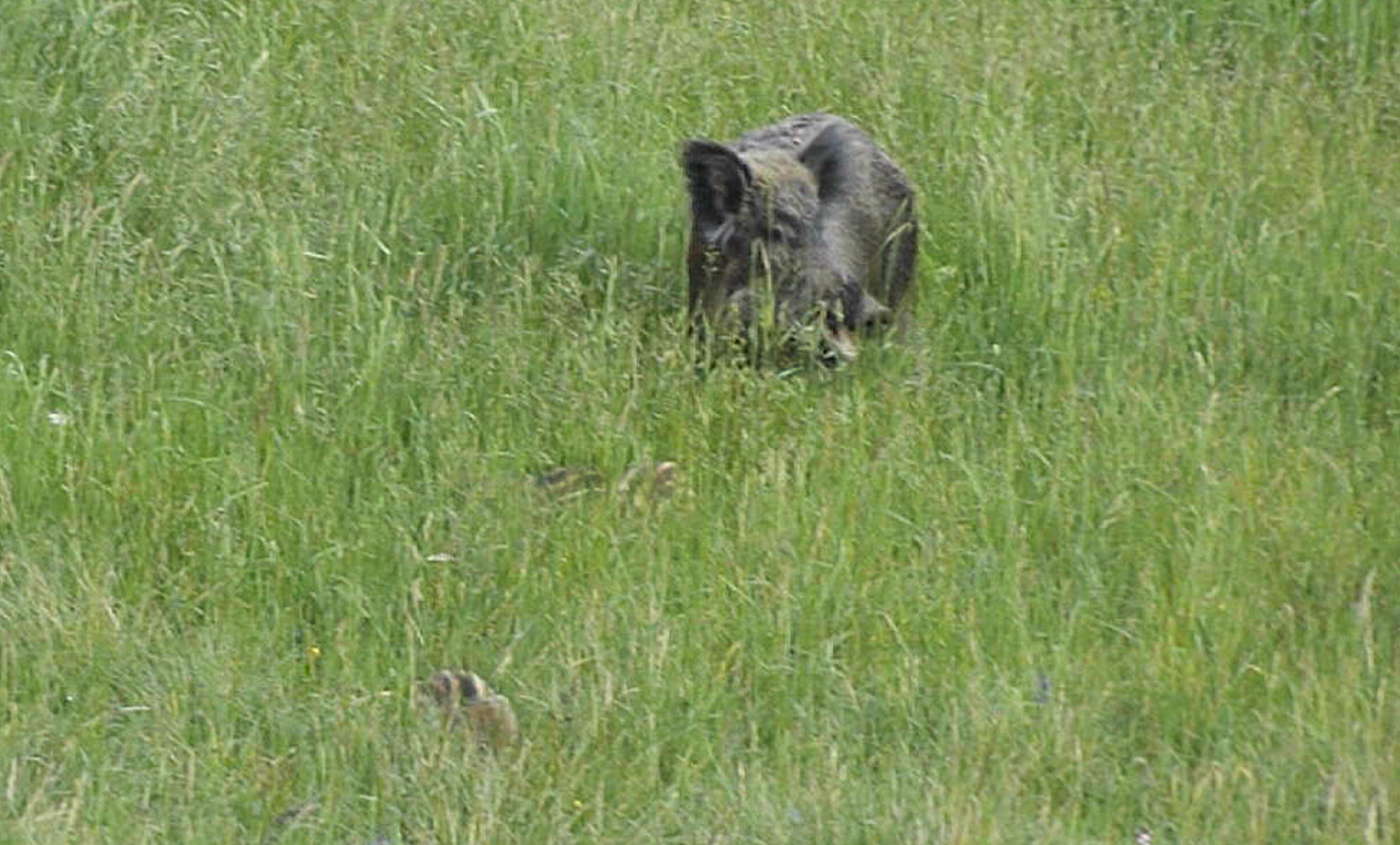 Large neighbors 1 - My, Neighbours, Forest, Boar, Longpost