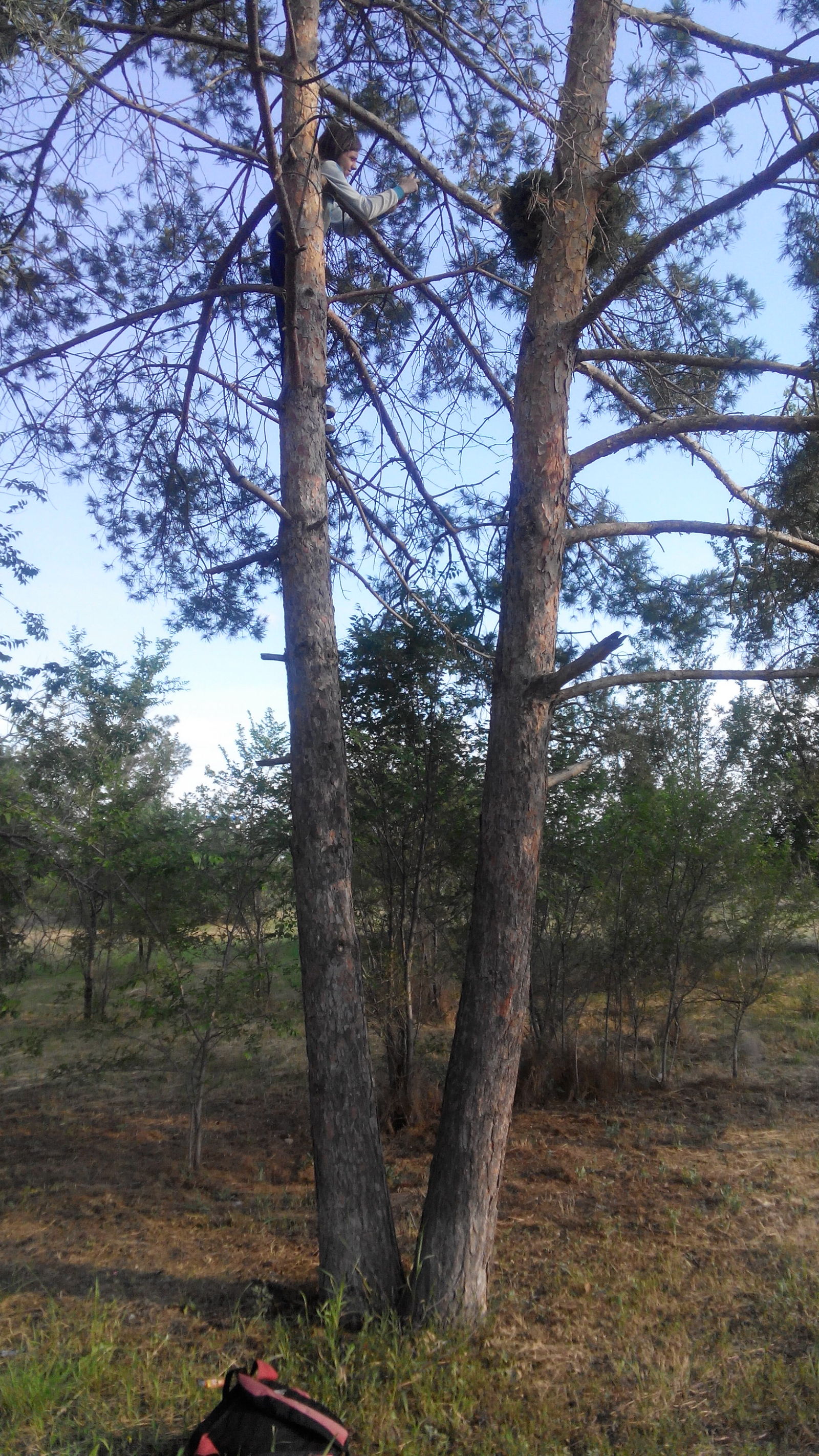 Witch's Broom - My, Witch's Broom, Pine, The photo, Longpost