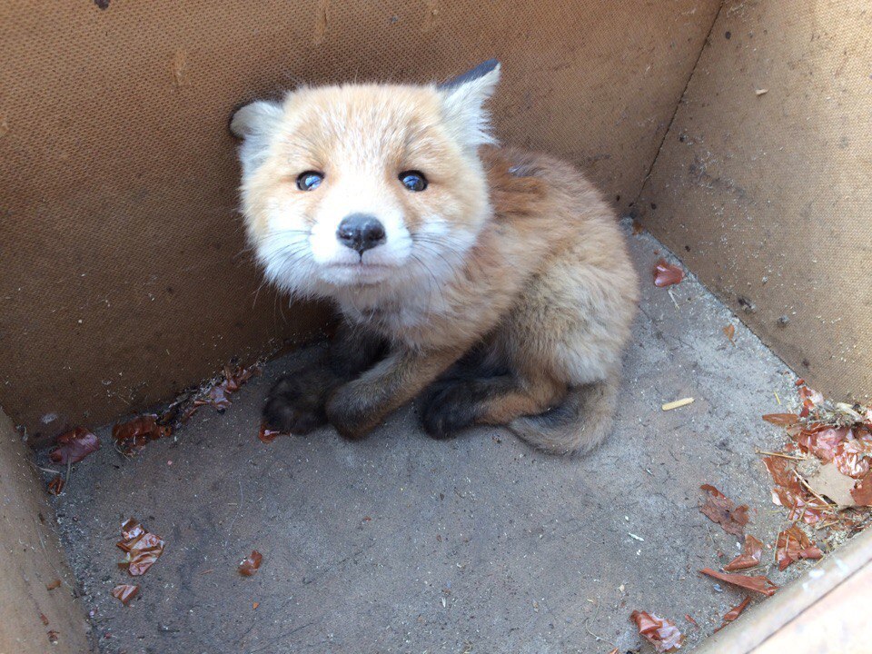 Fox cub in the yard - Fox, Foundling, Wild animals, Longpost, Fox cubs