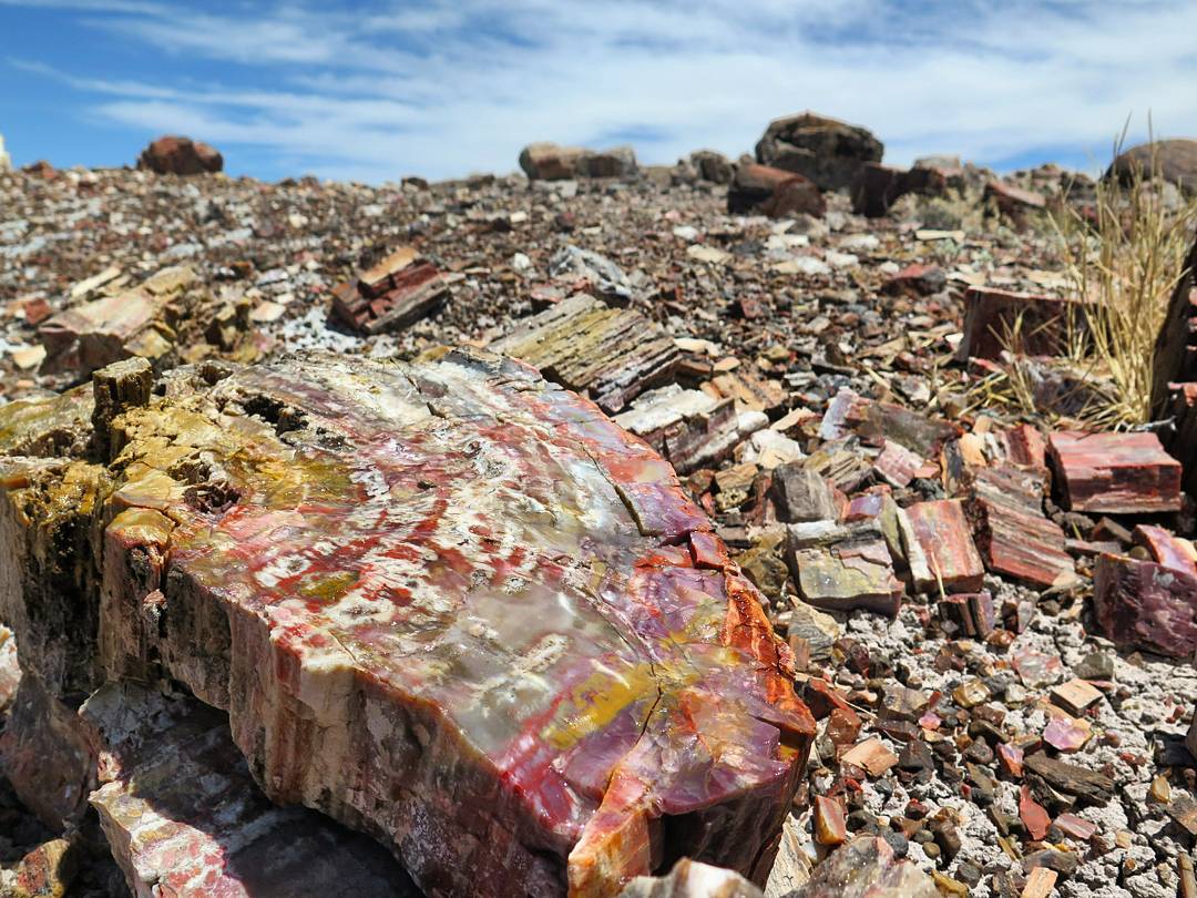 Rainbow Petrified Wood - Rainbow, Tree, A rock