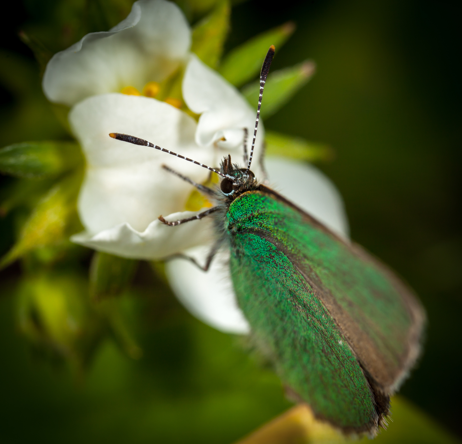 Macro hunting №109 - My, Macro, Butterfly, Wings, Longpost, Macro photography