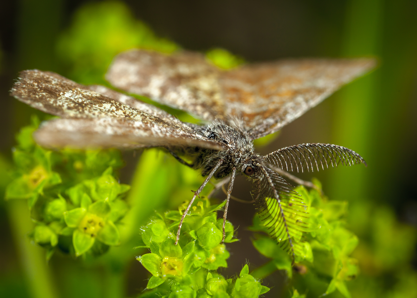 Macro hunting №109 - My, Macro, Butterfly, Wings, Longpost, Macro photography