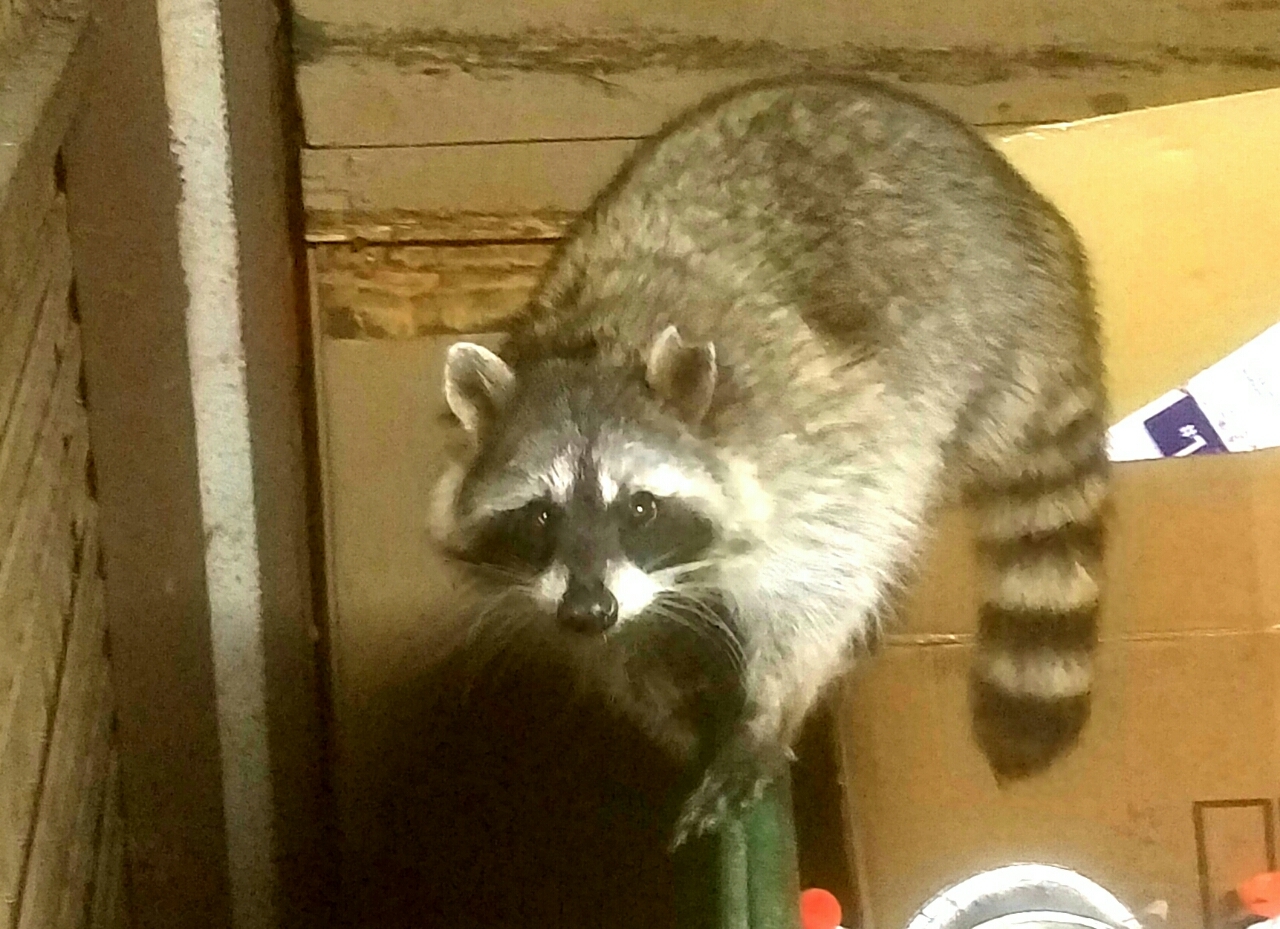 Went out to take out the trash last week and met this weirdo :) - My, Garbage, Meeting, Raccoon, Animals, California, USA