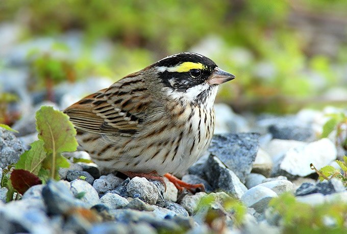 Birds that nest only in Russia - Birds, Ornithology, Red Book, Endemic, Copy-paste, Longpost