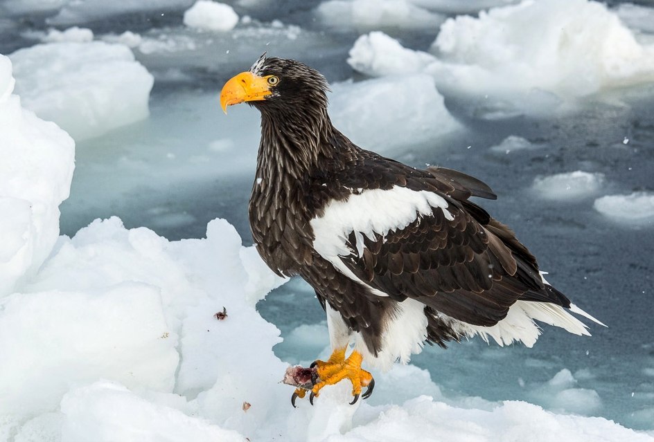 Birds that nest only in Russia - Birds, Ornithology, Red Book, Endemic, Copy-paste, Longpost