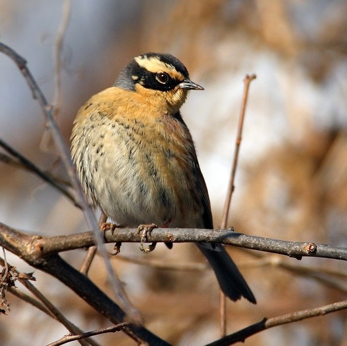 Birds that nest only in Russia - Birds, Ornithology, Red Book, Endemic, Copy-paste, Longpost