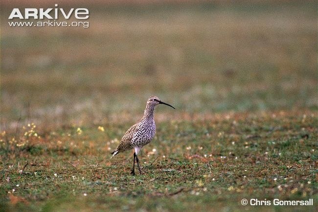 Birds that nest only in Russia - Birds, Ornithology, Red Book, Endemic, Copy-paste, Longpost