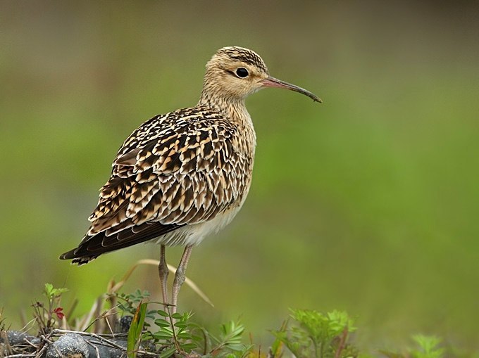 Birds that nest only in Russia - Birds, Ornithology, Red Book, Endemic, Copy-paste, Longpost